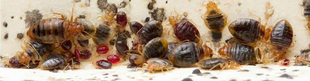 Intervention punaises de lit Toulon