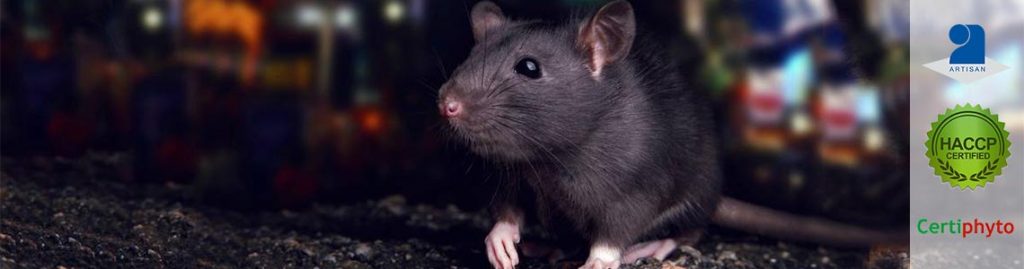 Dératisation desourisation Toulon