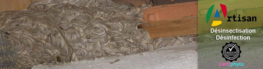 Intervention nids de frelons, nids de frelons asiatique Var