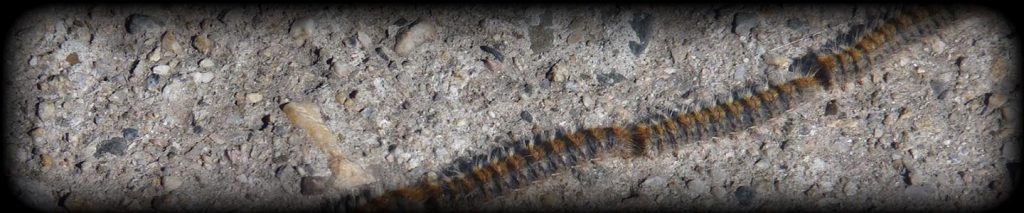 intervention chenille processionnaires Toulon