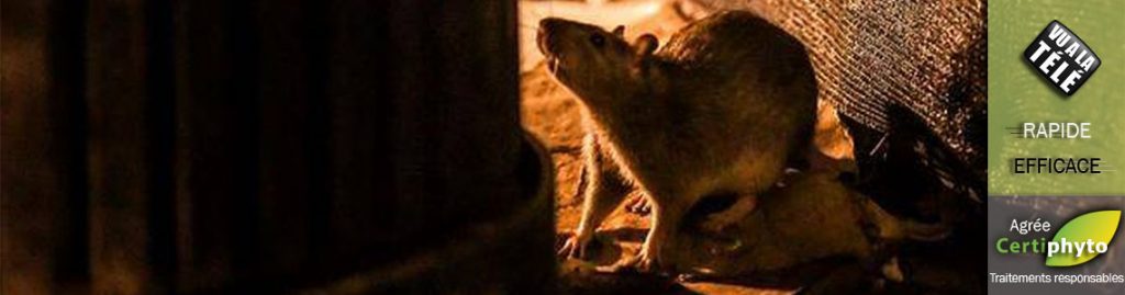 Dératisation, intervention rats, souris,
