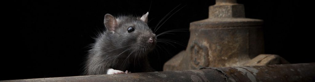 Intervention rats Toulon La Crau 2023