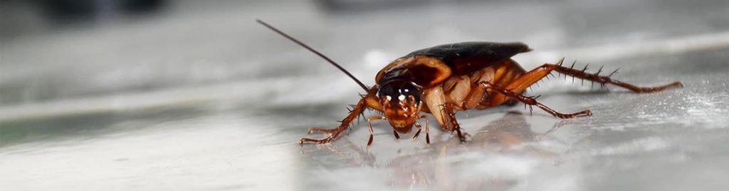 Intervention blattes 2020 Toulon