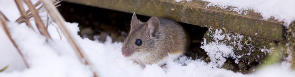 Iratech France : Intervention nuisibles dans le Var