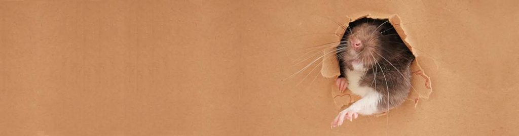 Iratech France intervention Dératisation Toulon