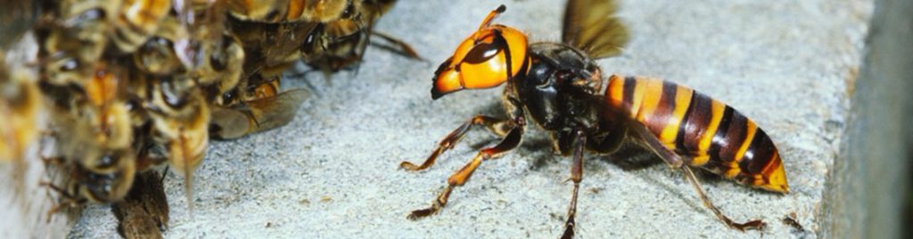 Nuisibles Var été 2022