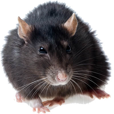 Intervention dératisation Toulon 2022