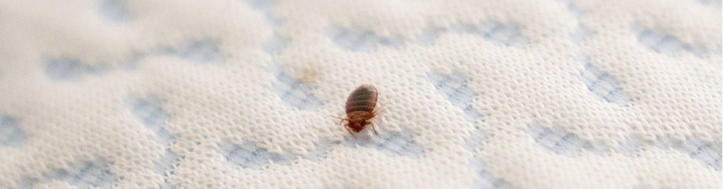 Intervention désinfection Punaises de lit La Crau 2023