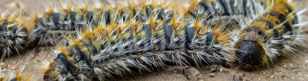 Iratech France : élimination des chenilles processionnaires dans le Var