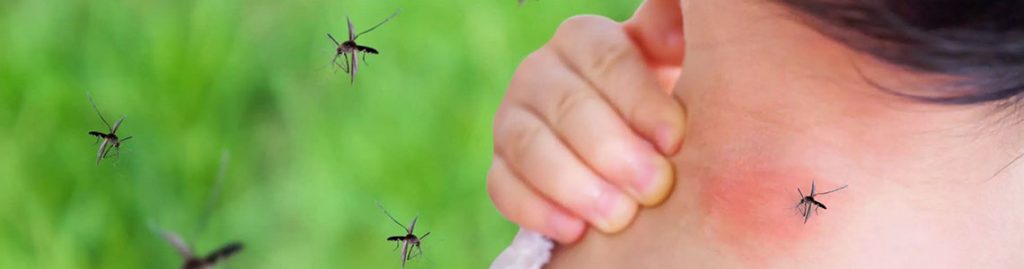 Intervention démoustication Var Toulon été 2023