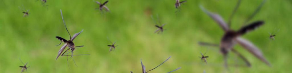 Intervention démoustication Var Toulon été 2023