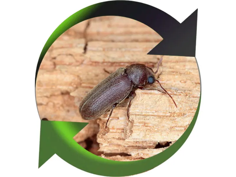 Iratech France : Élimination insectes xylophages Toulon, Var
