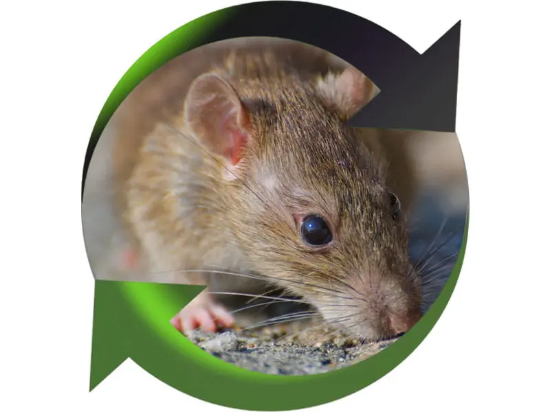Iratech France : Élimination souris Toulon, Var