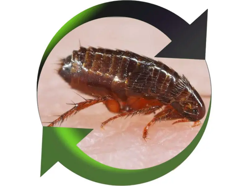 Iratech France : Élimination infestation puces Toulon, Var
