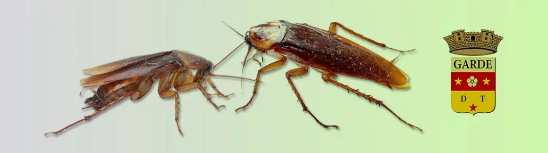 Désinsectisation cafards, La Garde