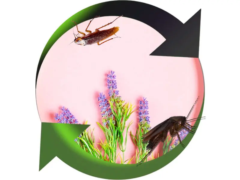 Intervention Cafards La Garde