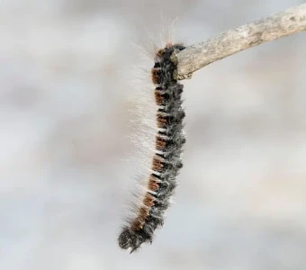 Iratech France : Élimination chenilles processionnaires du chêne Var