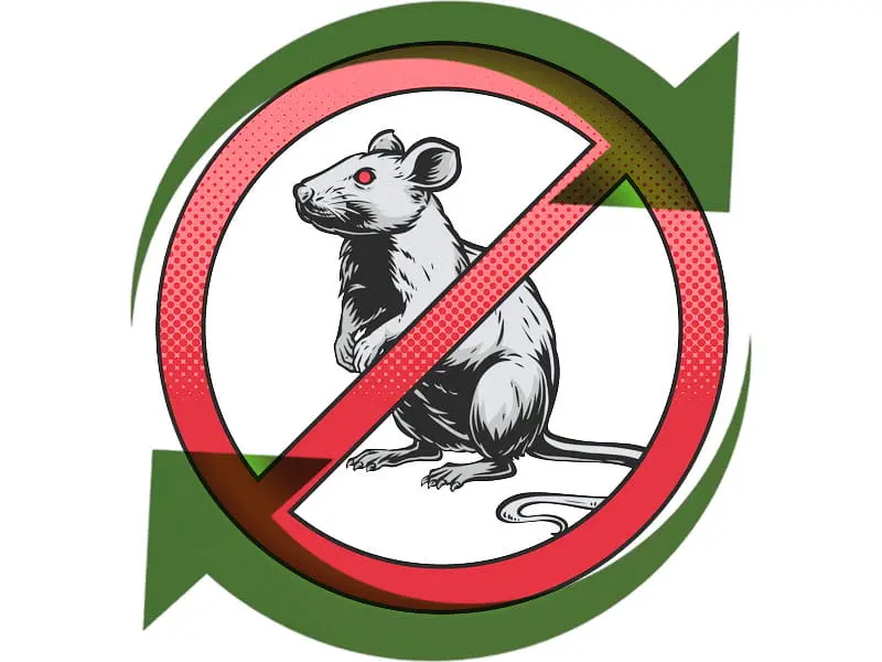 Les dix signes d'une infection de rats à Toulon