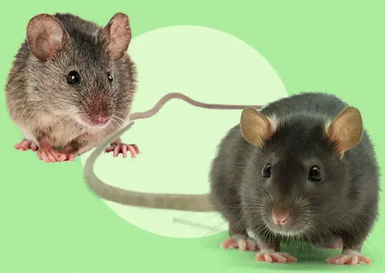 Différence entre rats et souris